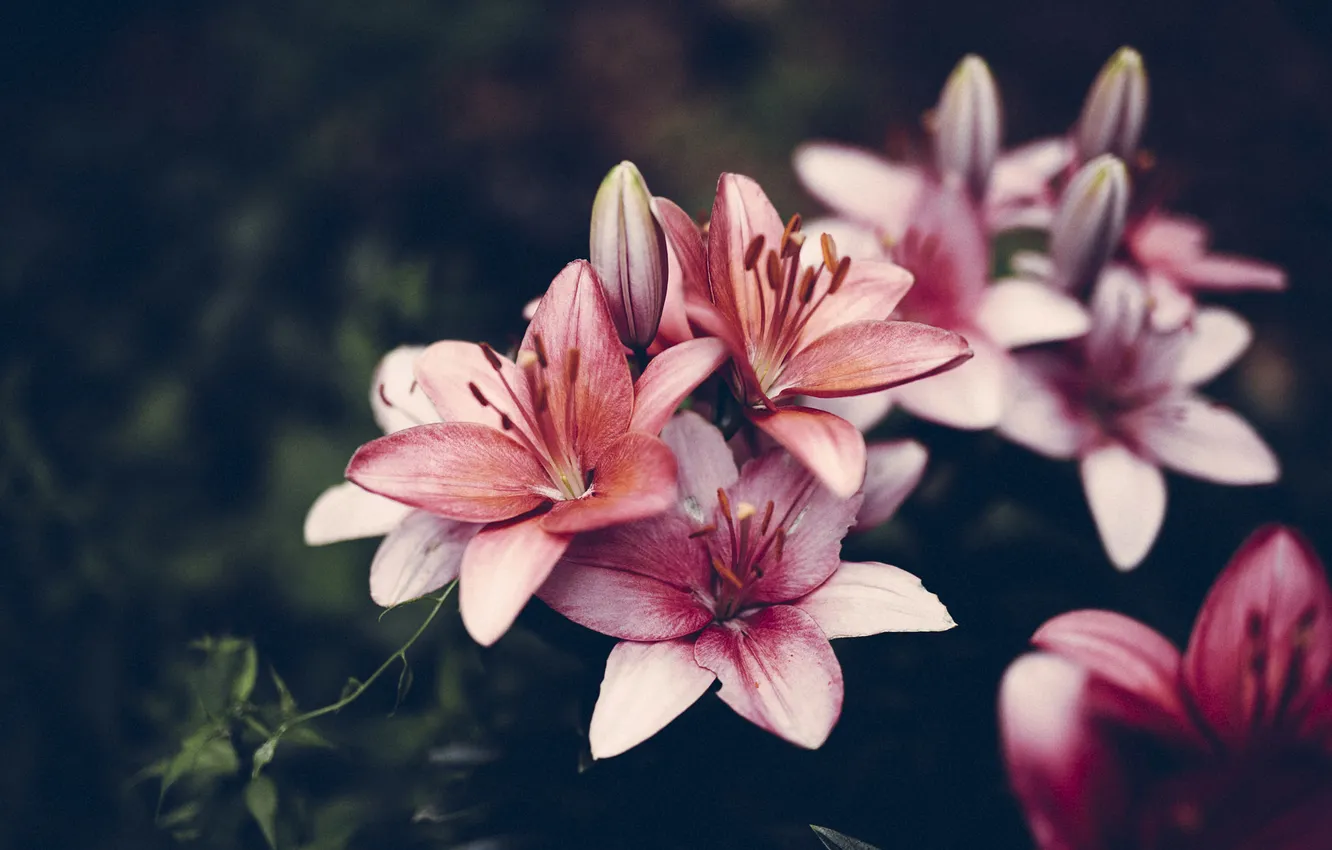 Фото обои цветы, лилии, лепестки, розовые