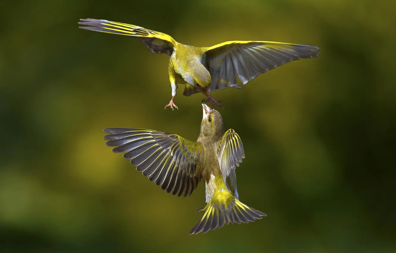 Фото обои полет, птицы, природа, крылья, окрас, деруться