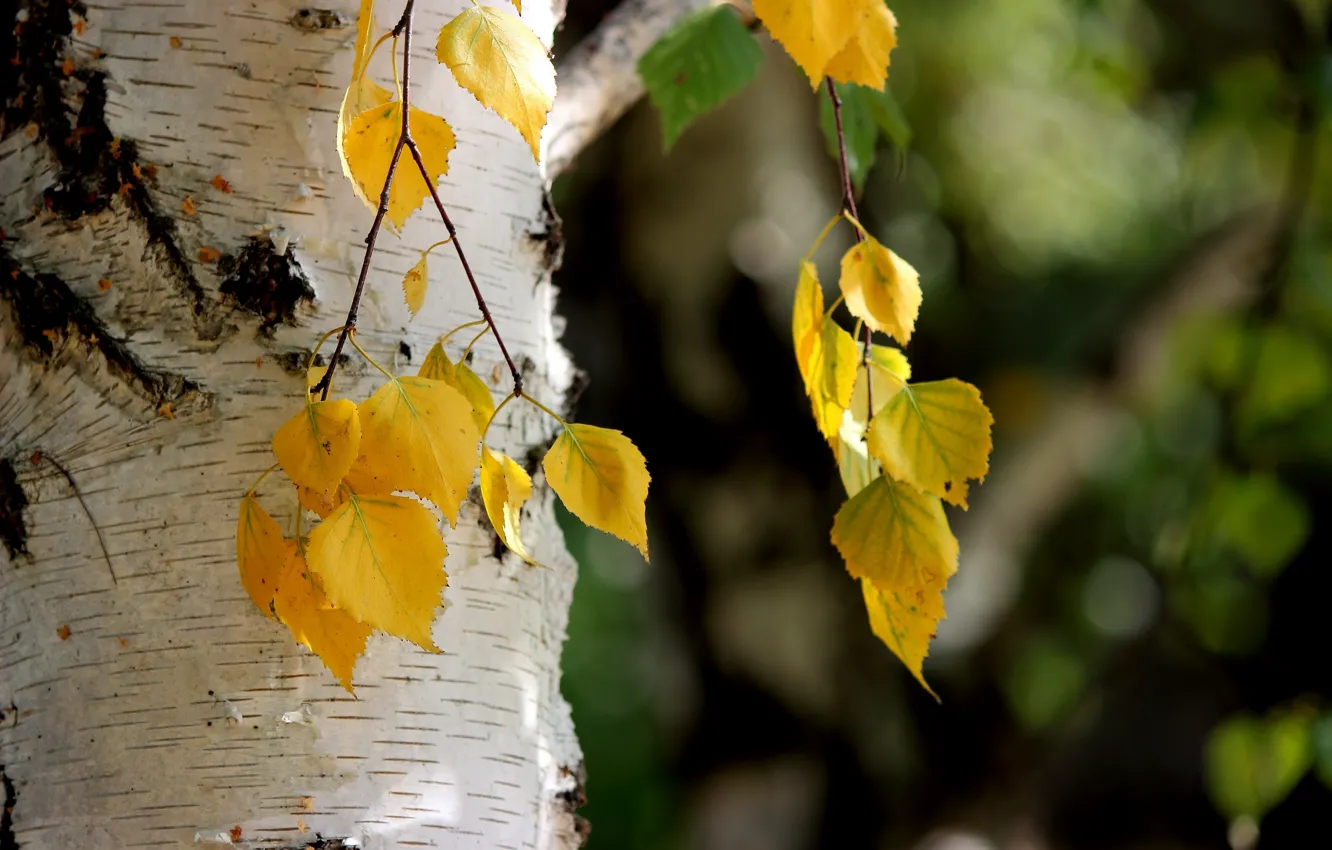 Фото обои осень, листья, природа, берёза