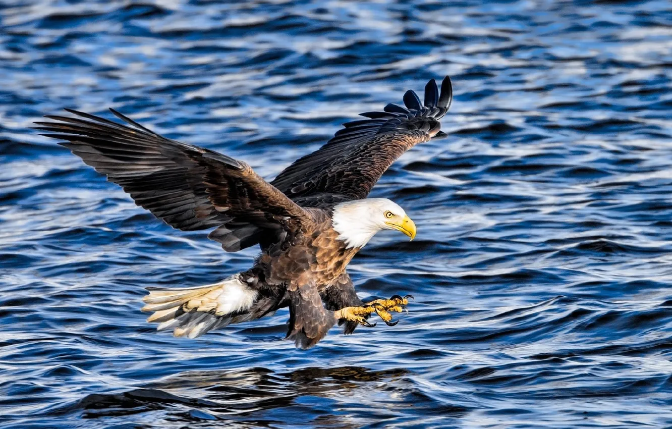 Фото обои animals, birds, eagle, bald eagle
