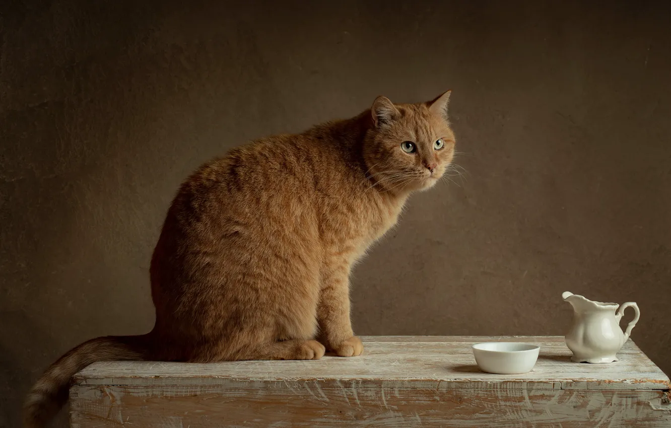 Фото обои руки, рыжая, кошка, поза, молоко, кувшин, кот