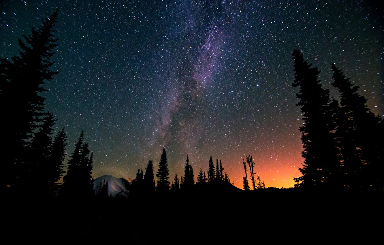 Фото обои лес, космос, звезды, деревья, ночь, пространство, млечный путь