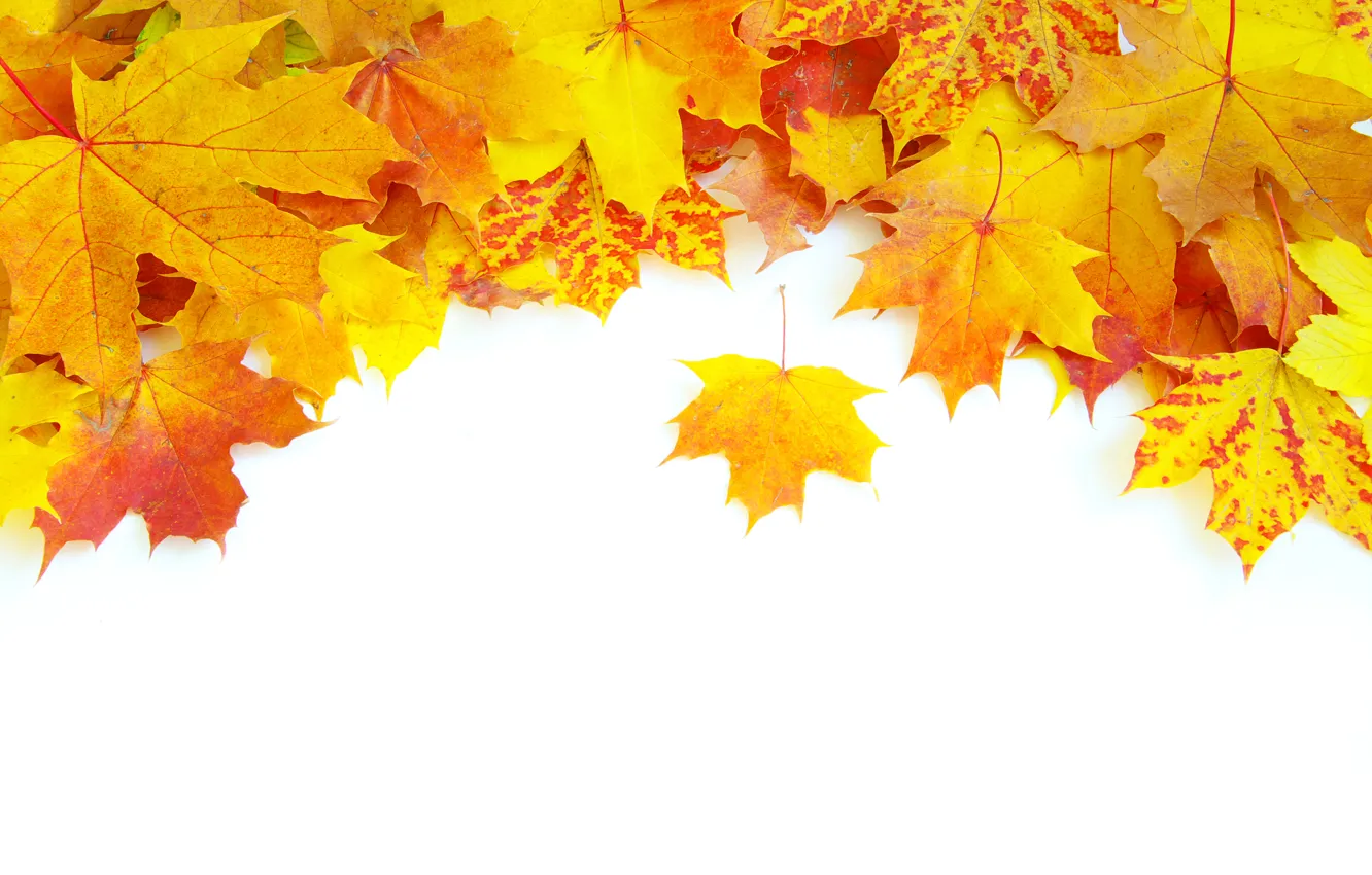 Фото обои осень, листья, прожилки, яркость, ворох
