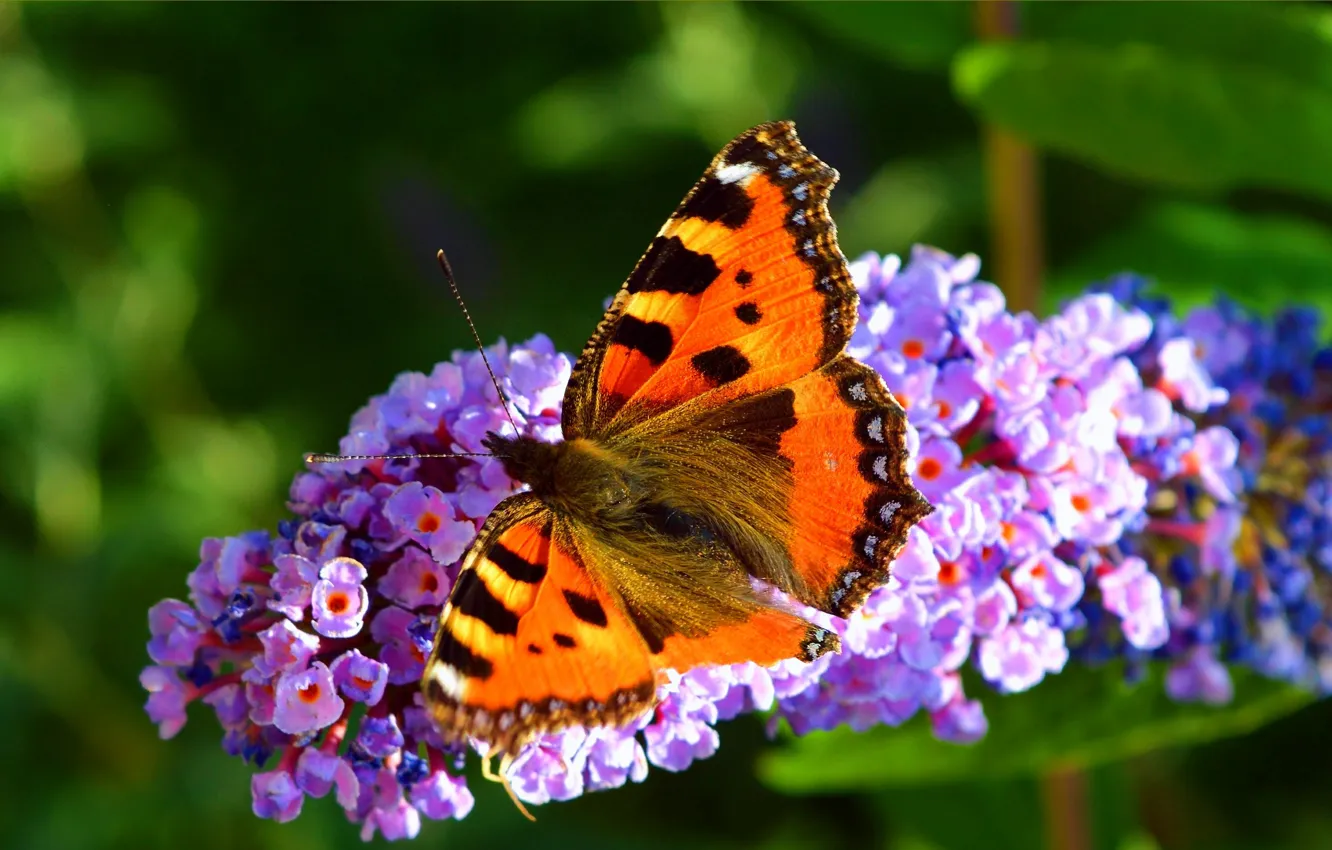 Фото обои Макро, Весна, Бабочка, Цветочки, Flowers, Spring, Macro, Butterfly