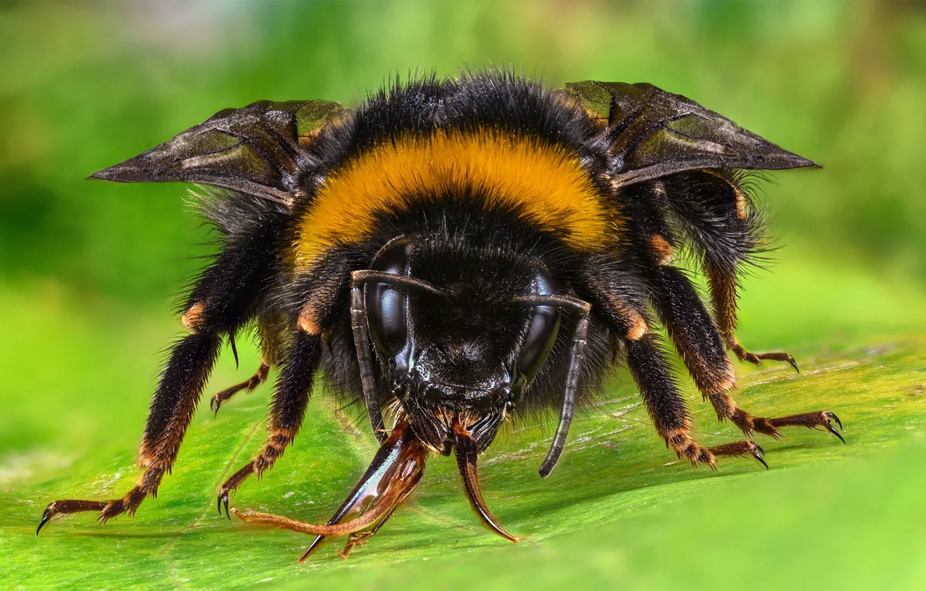 Фото обои макро, пчела, насекомое, шмель