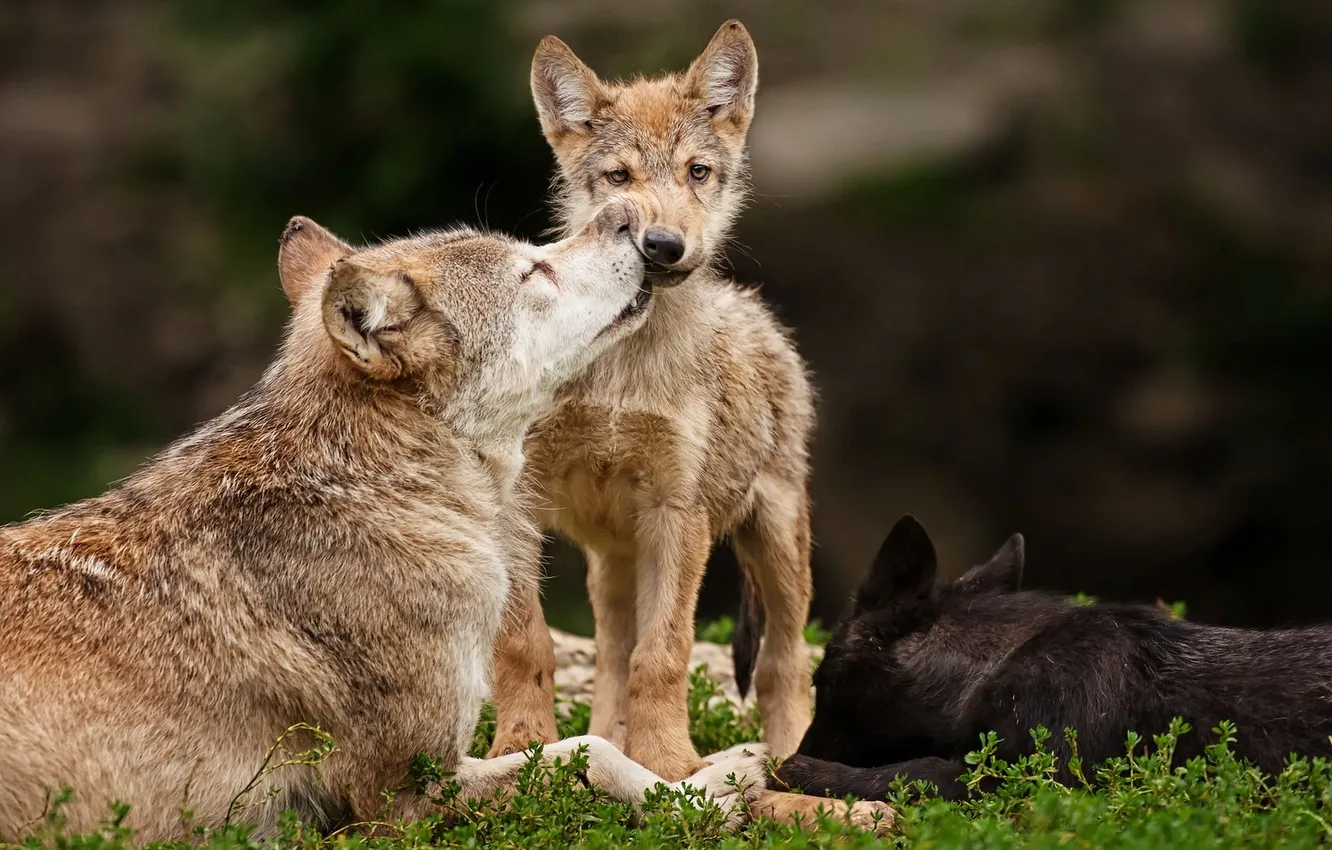 Фото обои nature, predator, animal, wolf, wildlife, portrait, portrait., Canis lupus. face