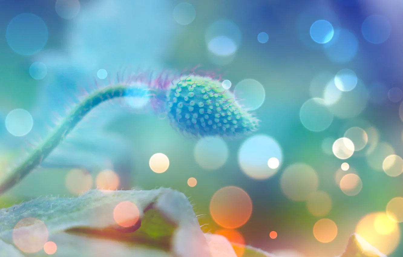 Фото обои plant, bokech, plitch