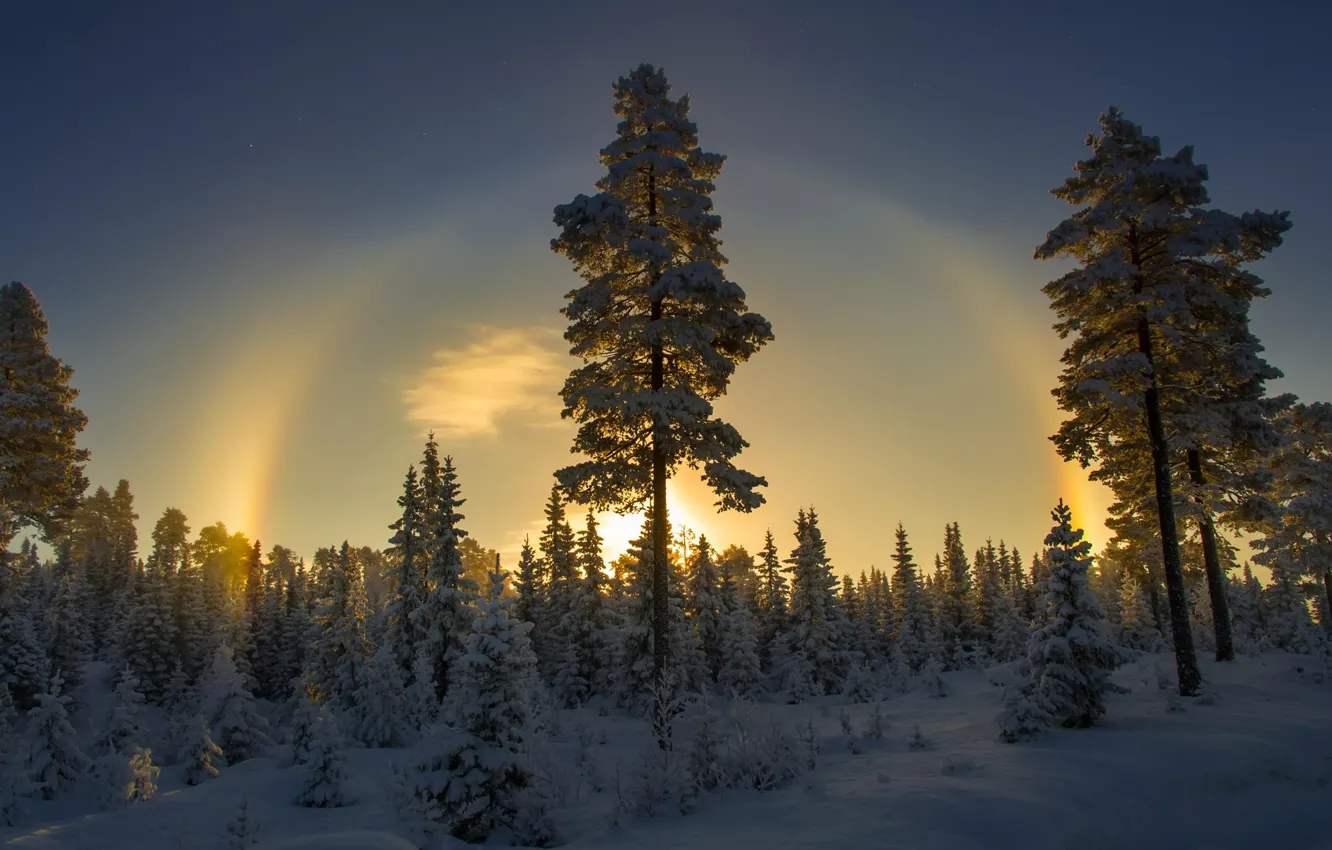 Фото обои зима, снег, Норвегия, ёлки
