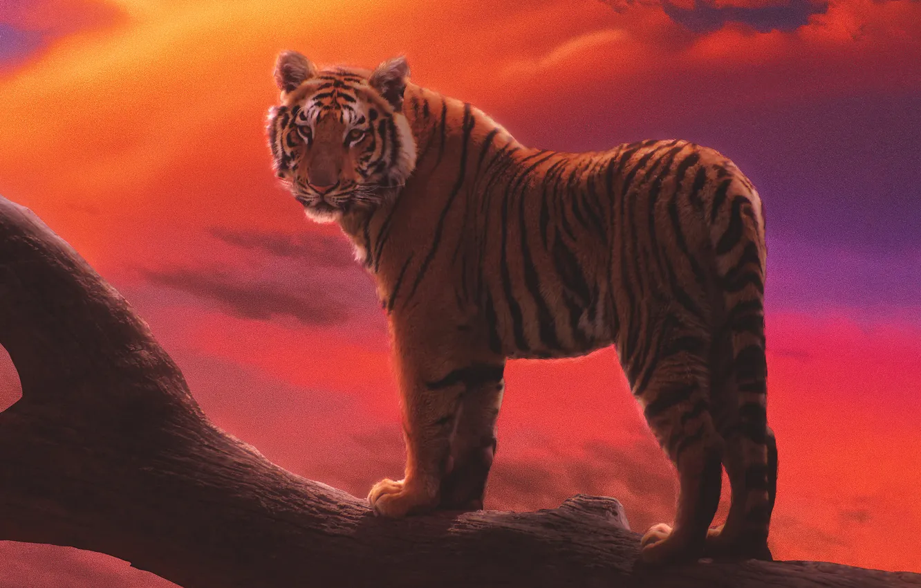 Фото обои wallpaper, big, tiger, cat, background, predator, blur, bokeh