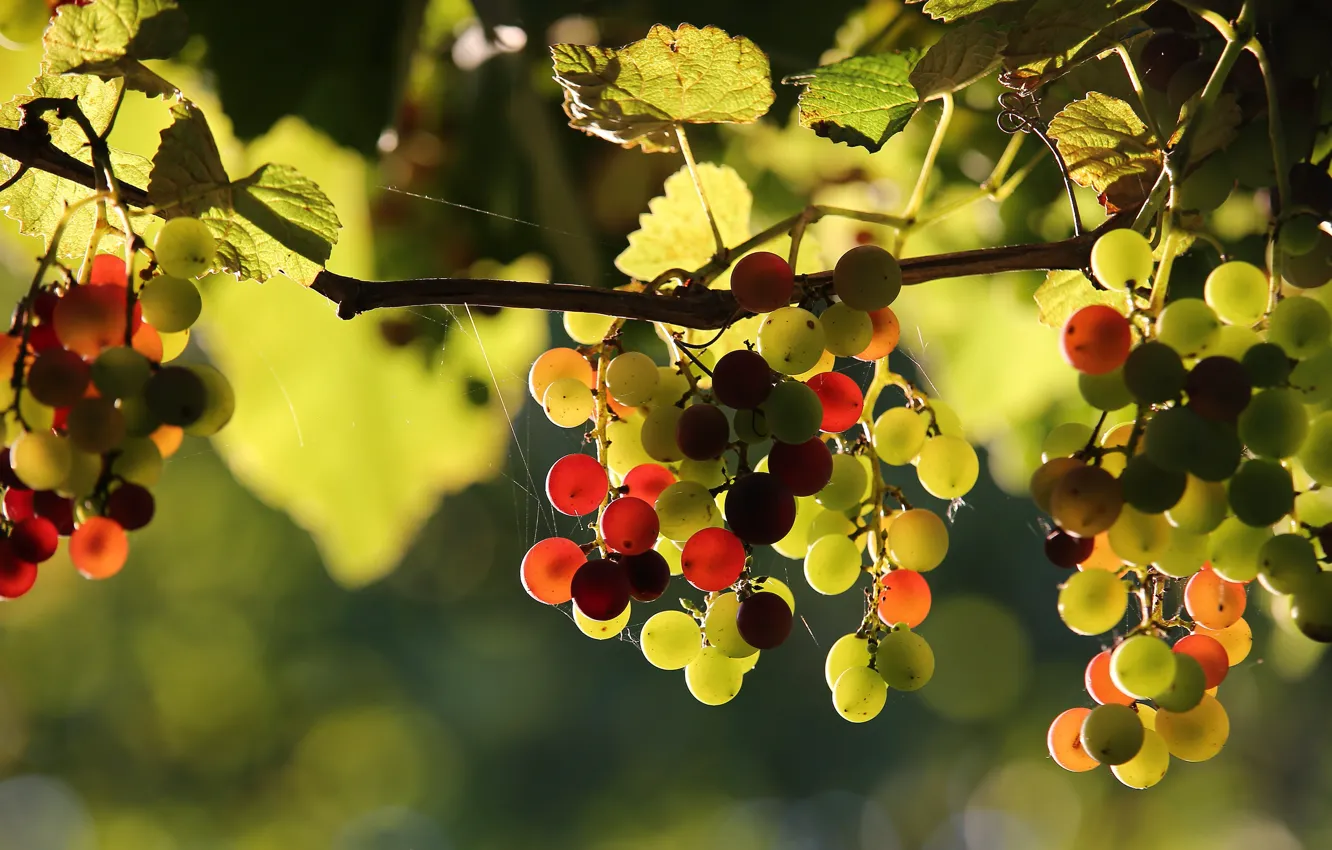 Фото обои листья, свет, паутина, плоды, виноград, виноградник, разный, гроздья