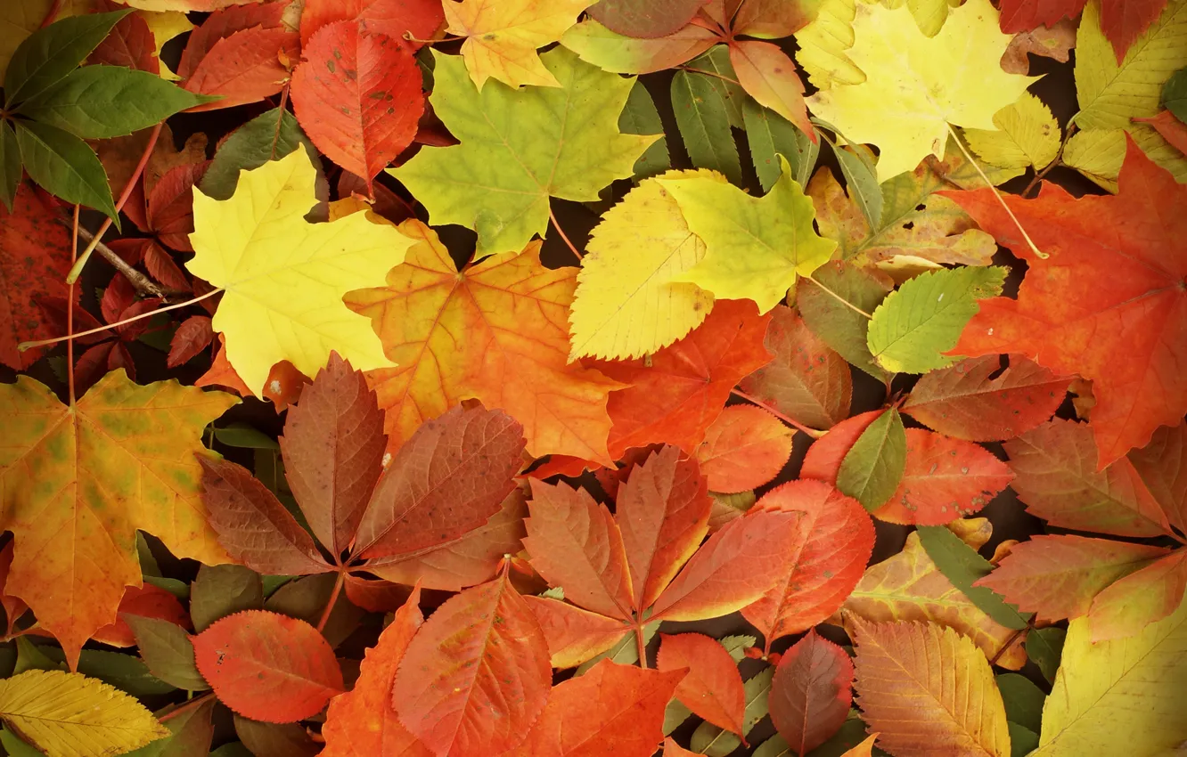 Фото обои осень, листья, autumn, leaves, fall