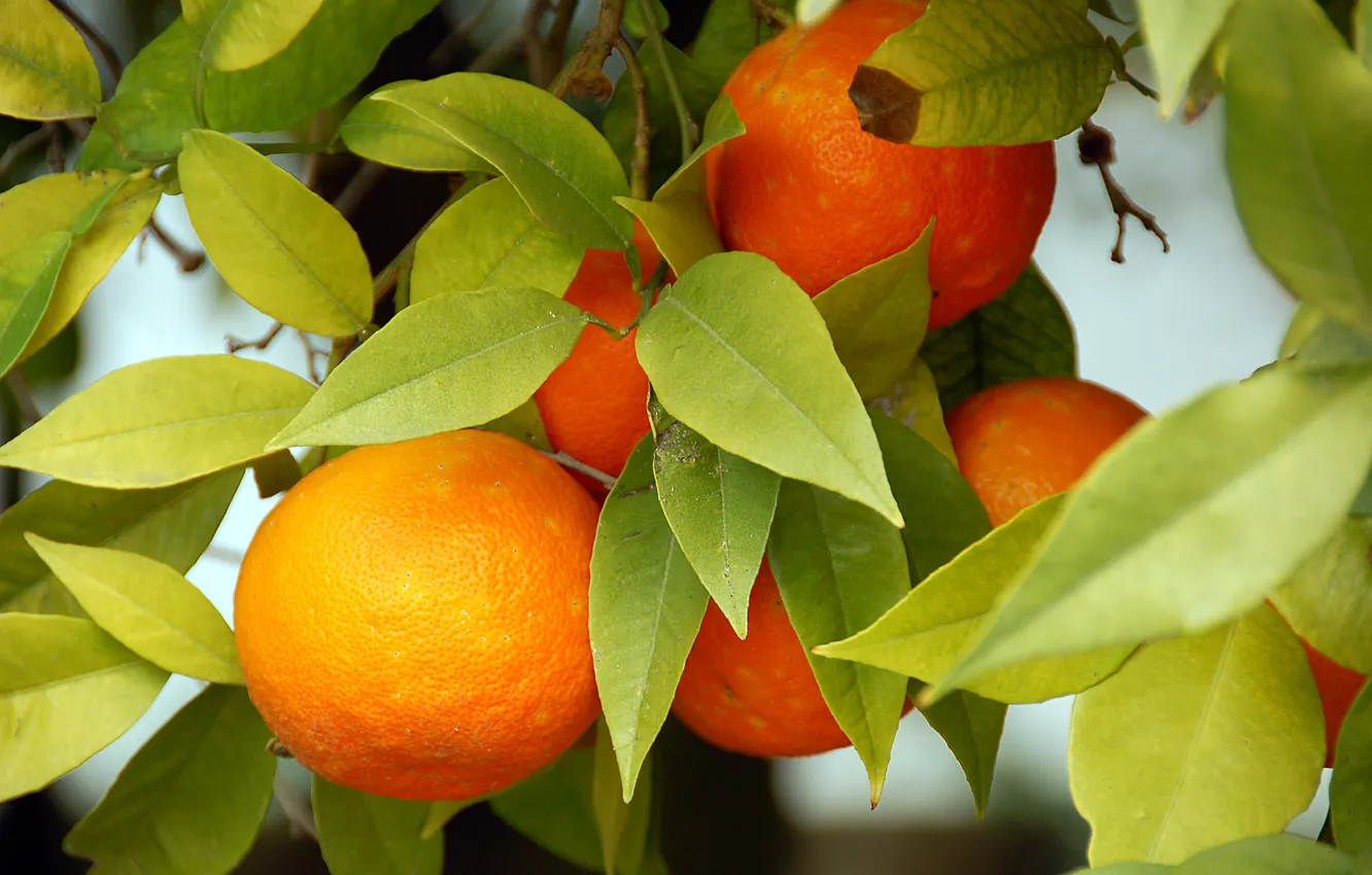 Фото обои апельсины, leaves, fruits, oranges