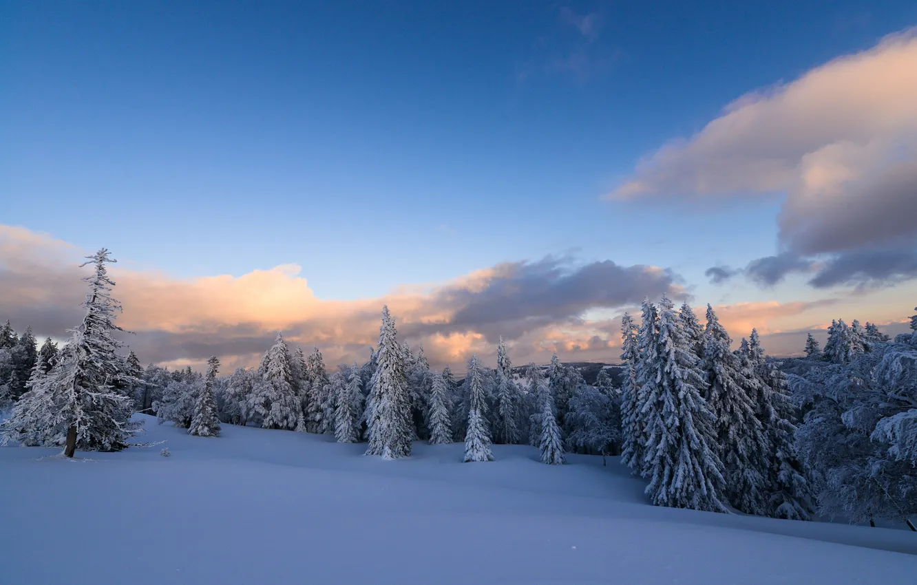 Фото обои зима, лес, снег, деревья, природа, елки
