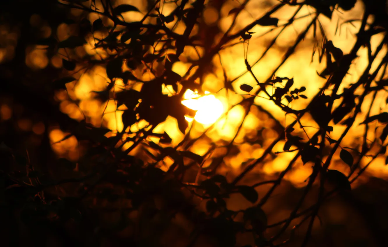 Фото обои sunset, autumn, sun, bright