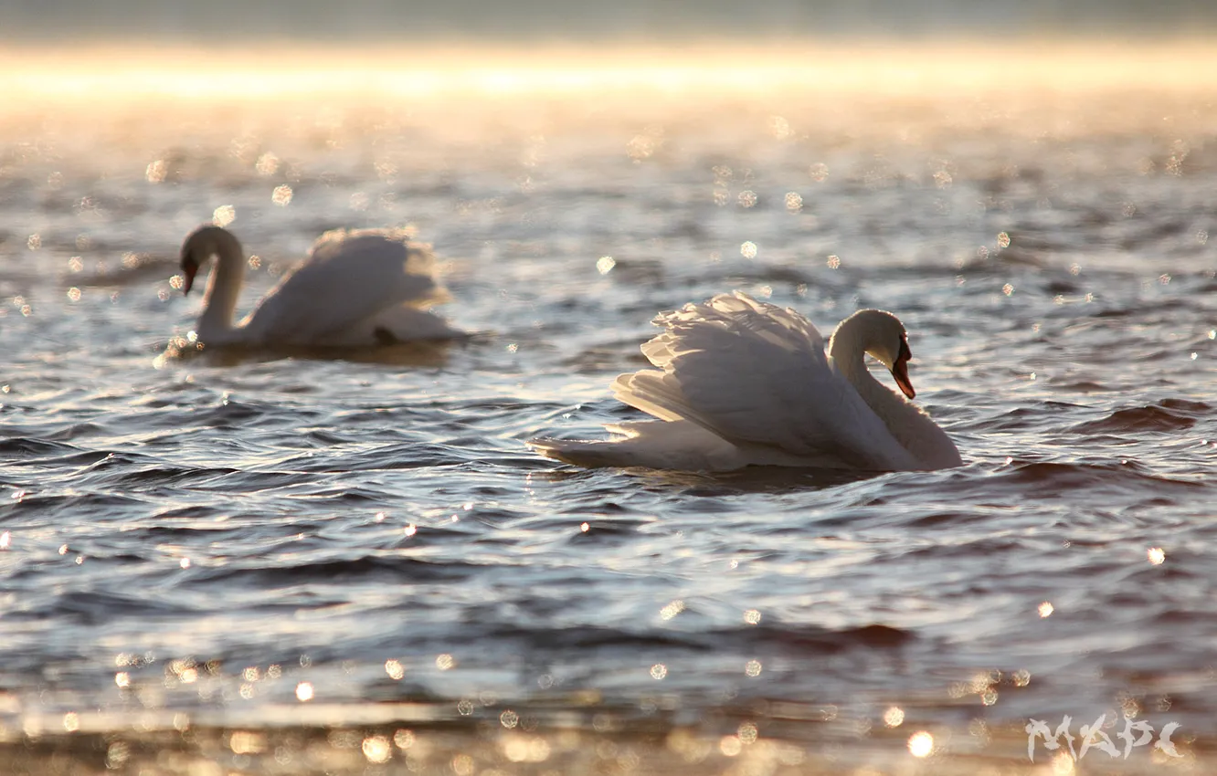 Фото обои вода, блики, рябь, пара, белые лебеди