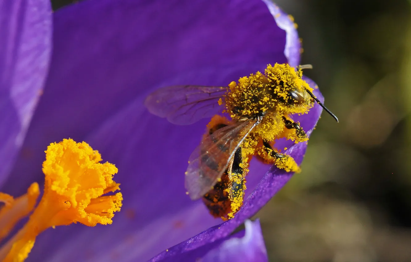Фото обои цветок, пчела, пыльца, лепестки, насекомое
