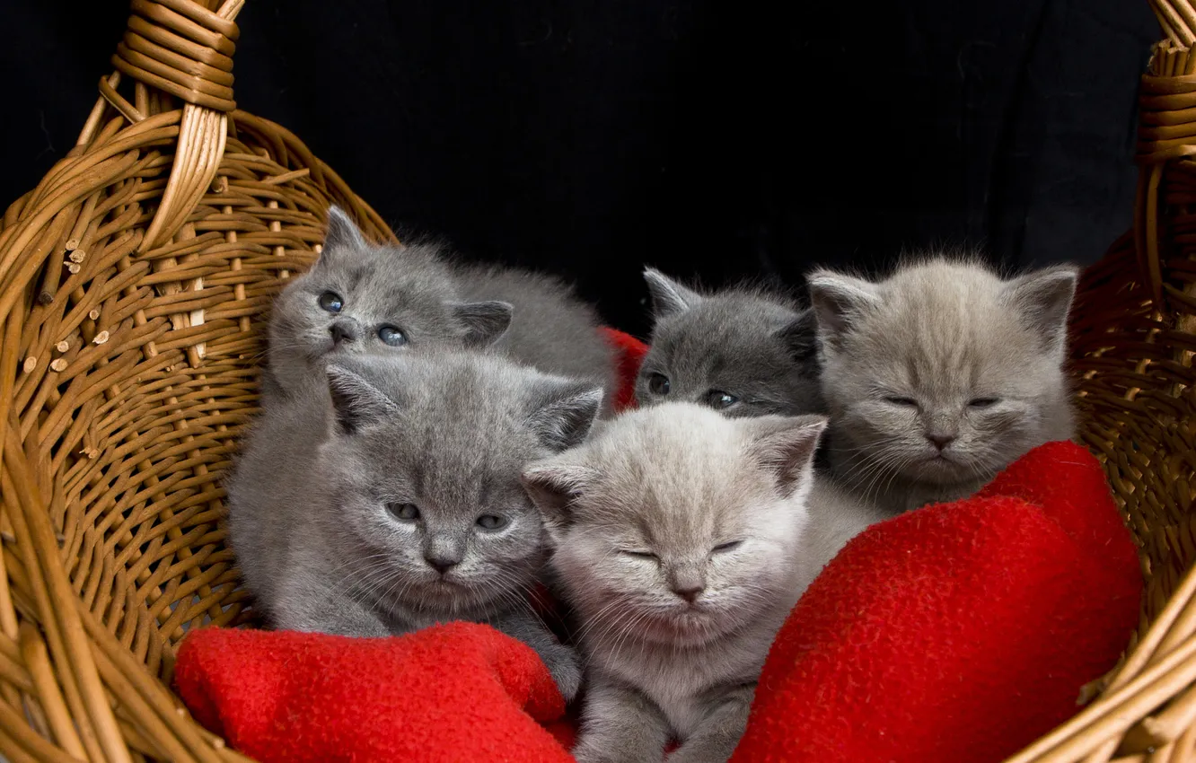Фото обои взгляд, кошки, красный, поза, котенок, котята, ткань, черный фон