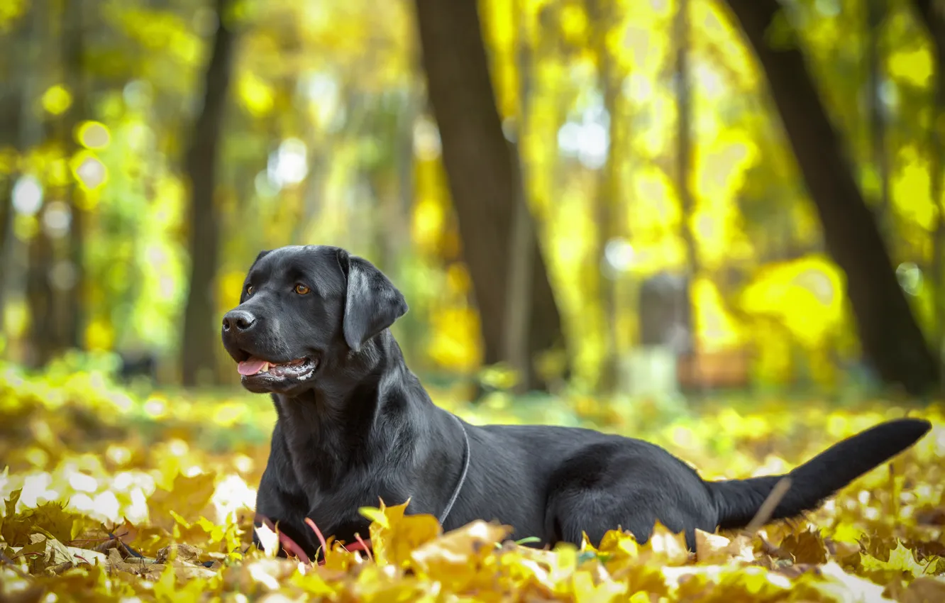 Фото обои осень, листья, природа, животное, собака, пес
