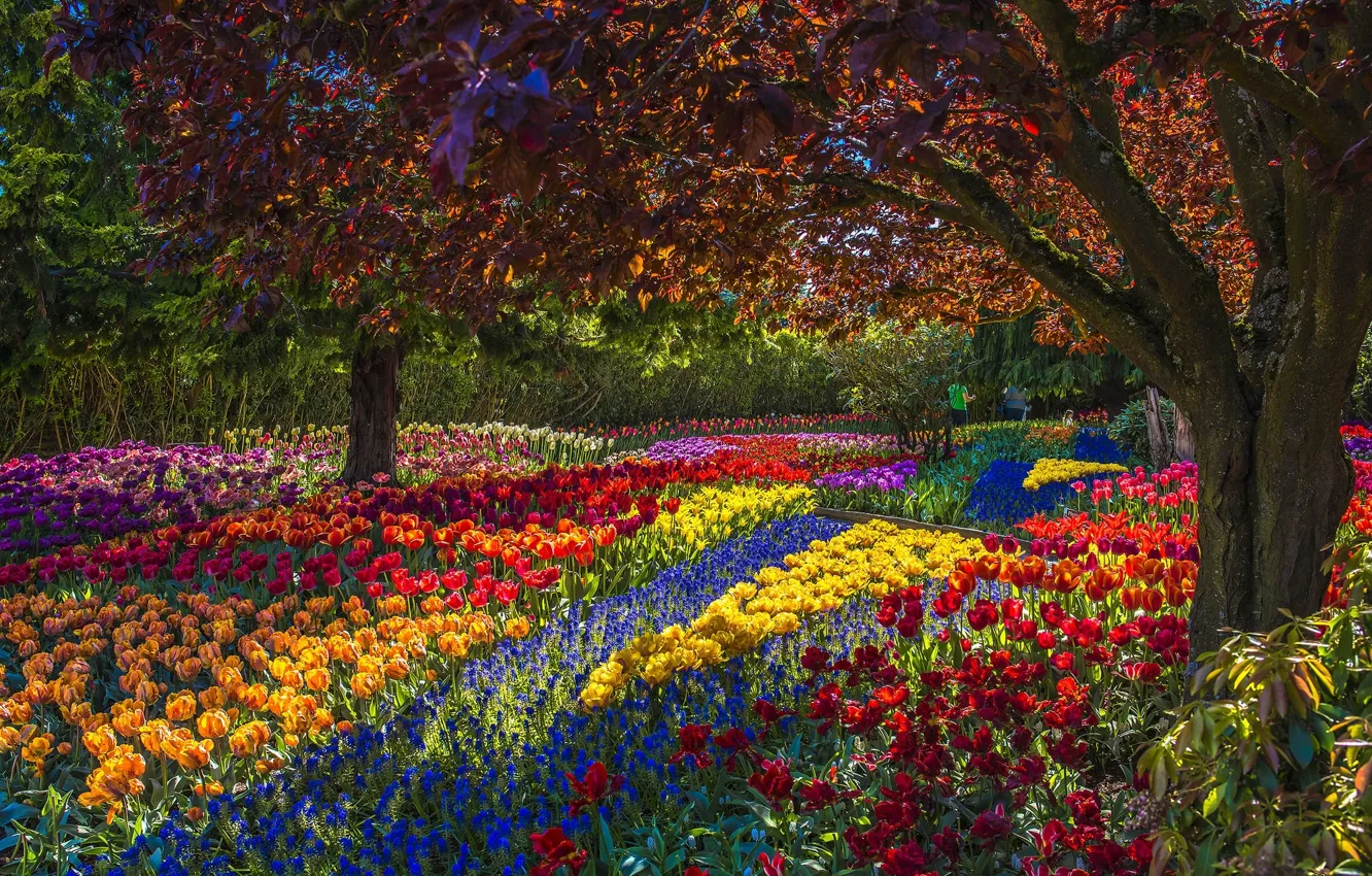 Фото обои деревья, цветы, парк, тюльпаны