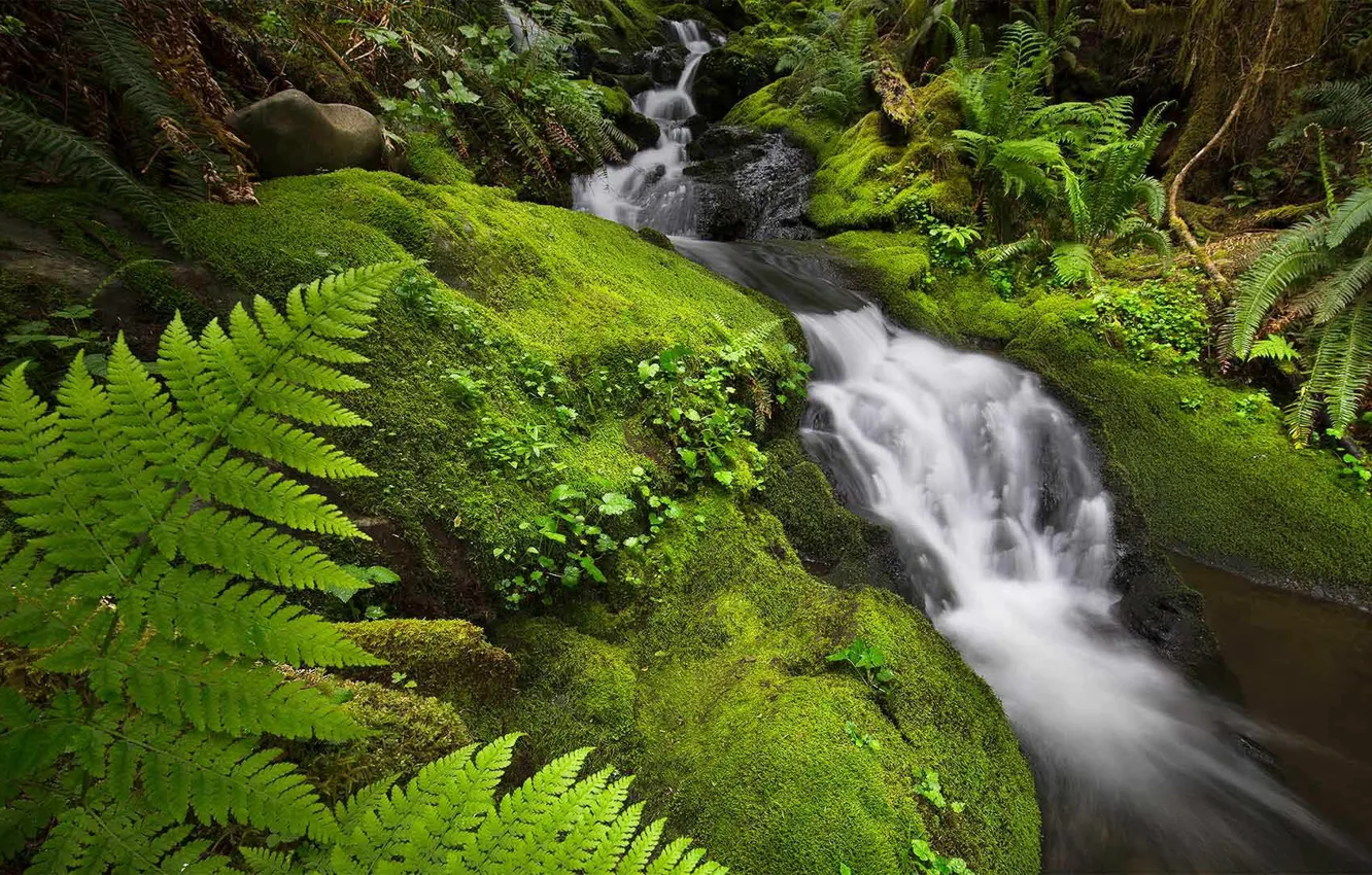 Фото обои лес, река, ручей, поток, США, штат Вашингтон, Национальный парк Олимпик