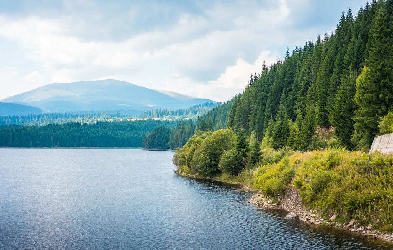 Фото обои forest, trees, lake
