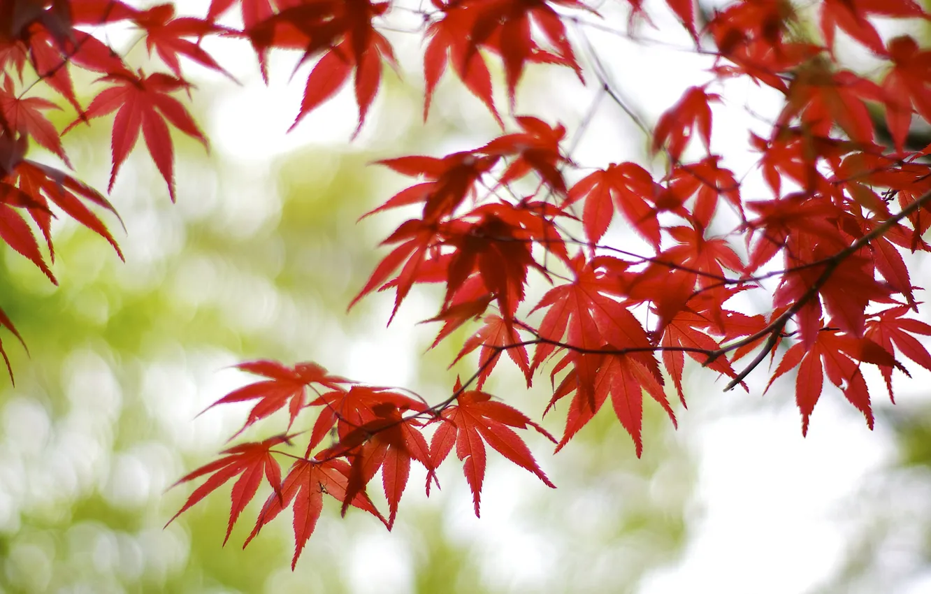 Фото обои листья, ветки, блики, дерево, Япония, размытость, красные, клен