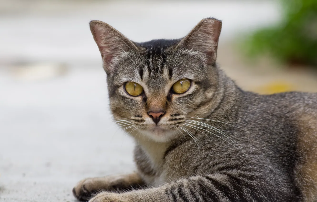 Фото обои улица, cat, Котэ