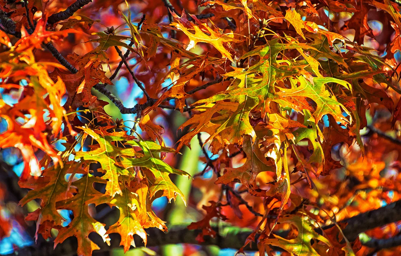 Фото обои осень, листья, ветка