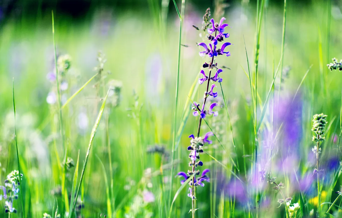 Фото обои лето, трава, цветы, фокус, размытость, фиолетовые, полевые, львиный зев