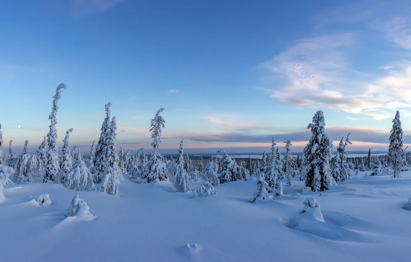 Фото обои forest, panorama, snow, Finland