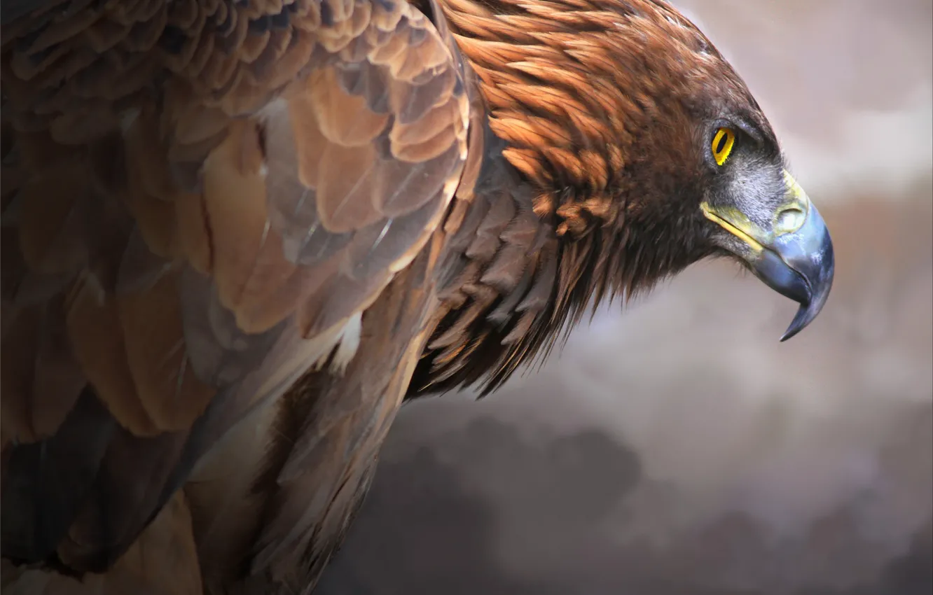 Фото обои птица, хищник, клюв, Золотой орел, Golden Eagle