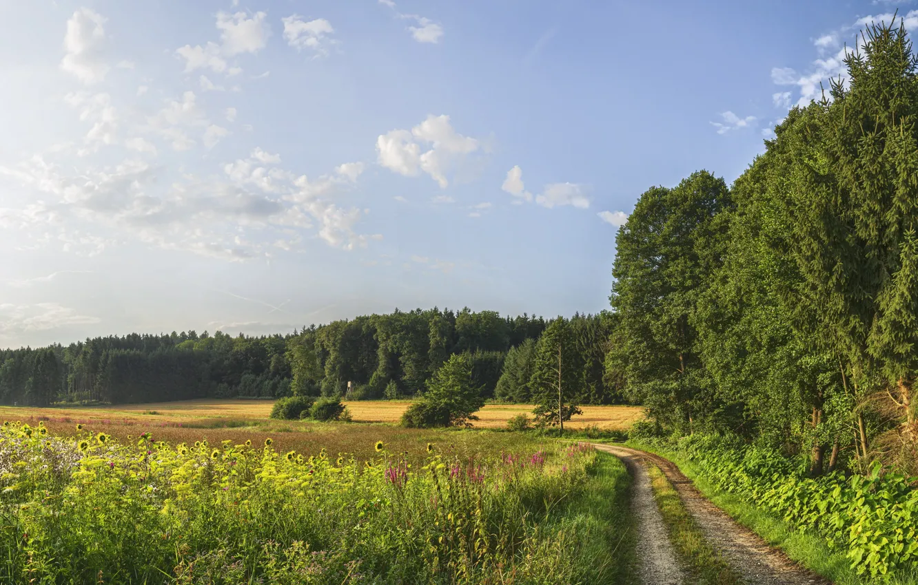 Фото обои поле, лето, природа