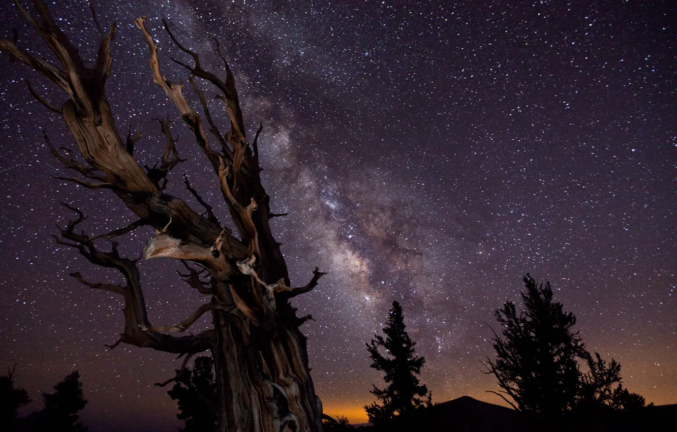 Фото обои небо, деревья, ночь, выдержка, Млечный путь, победитель конкурса астрономической фотографии :-)
