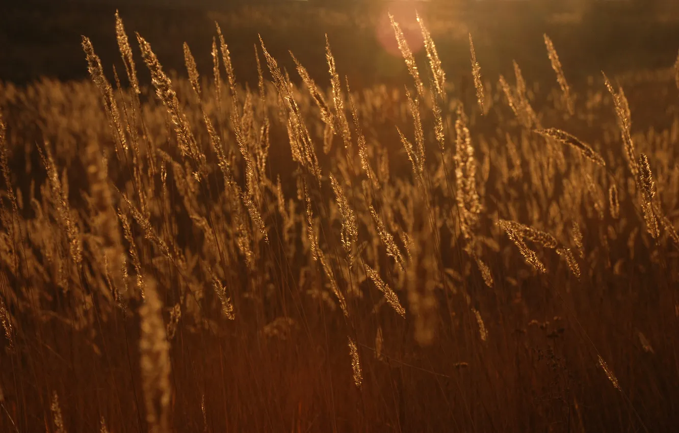 Фото обои поле, трава, закат, Осень