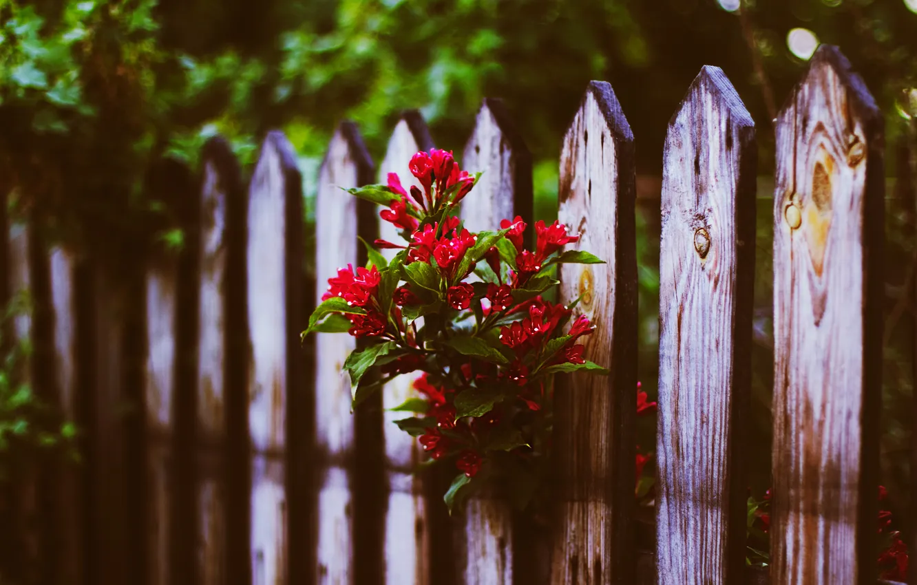 Фото обои лето, цветы, забор
