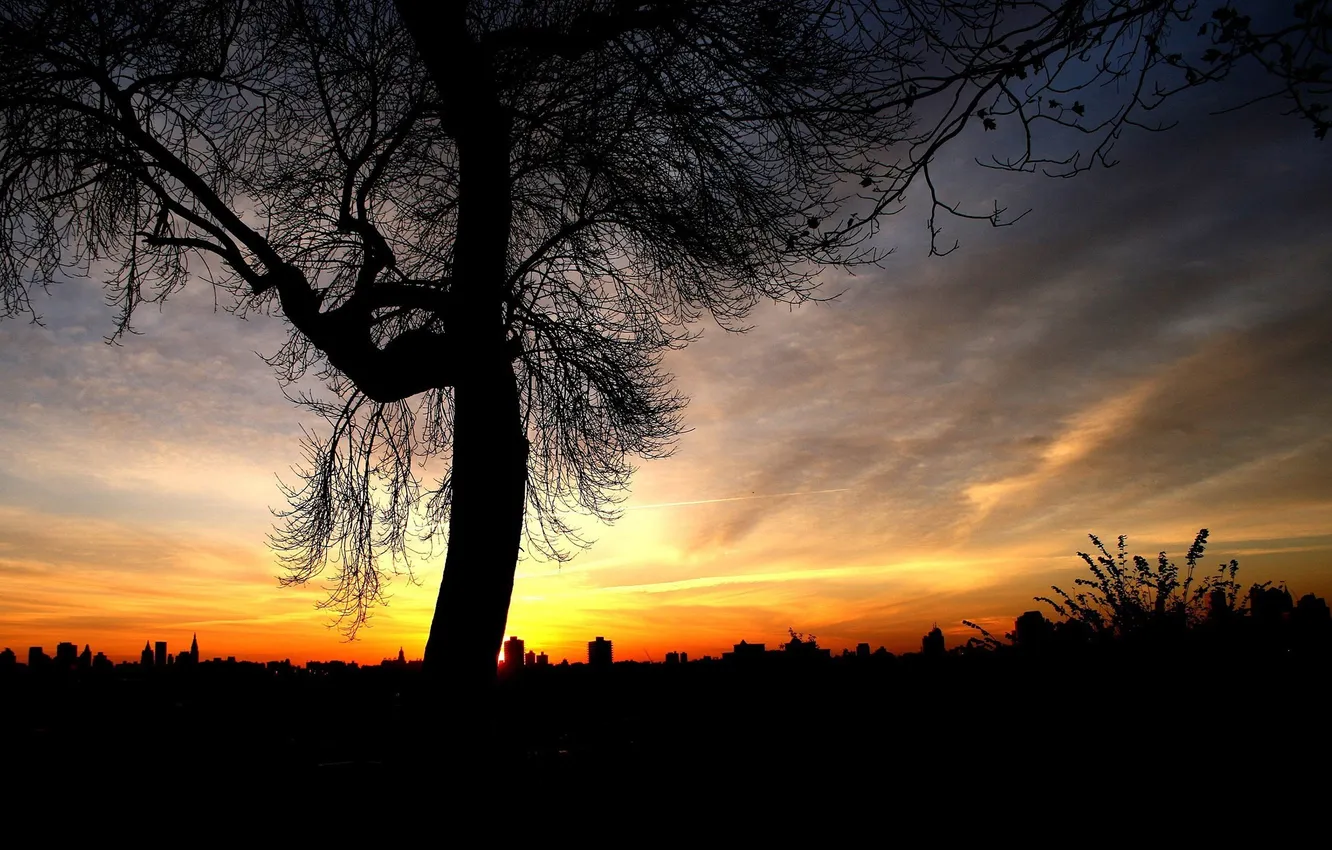 Фото обои закат, дерево, одинокое, над, городом