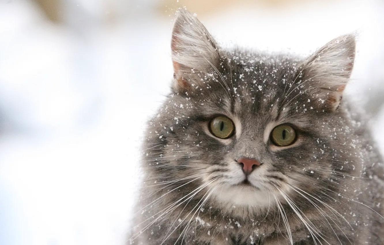 Фото обои зима, кошка, снежинки, обои