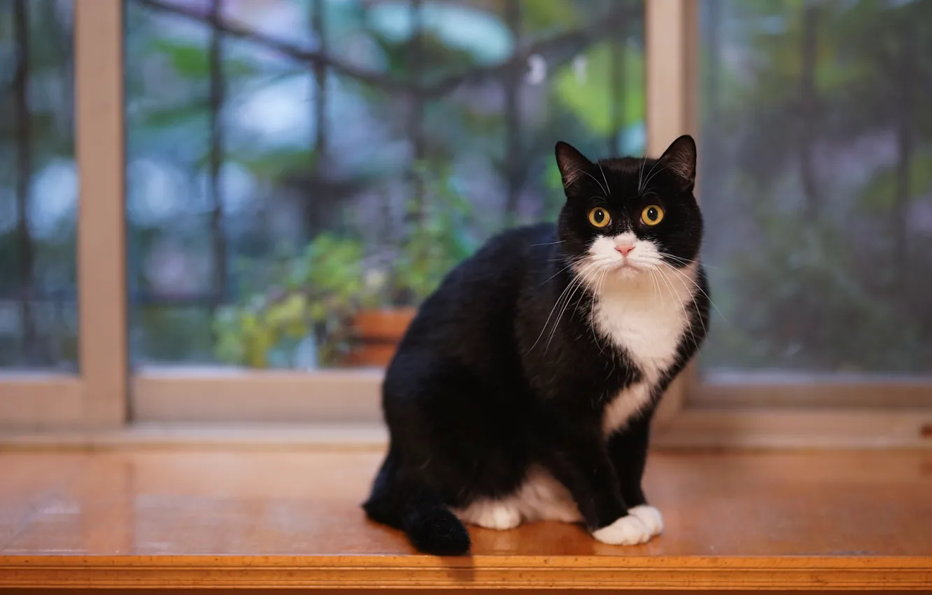 Фото обои кошка, кот, взгляд, фон, черно-белый, черный, окно, подоконник