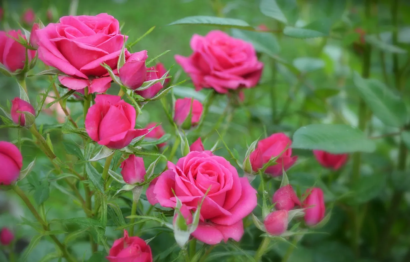 Фото обои Боке, Bokeh, Pink roses, Розовые розы