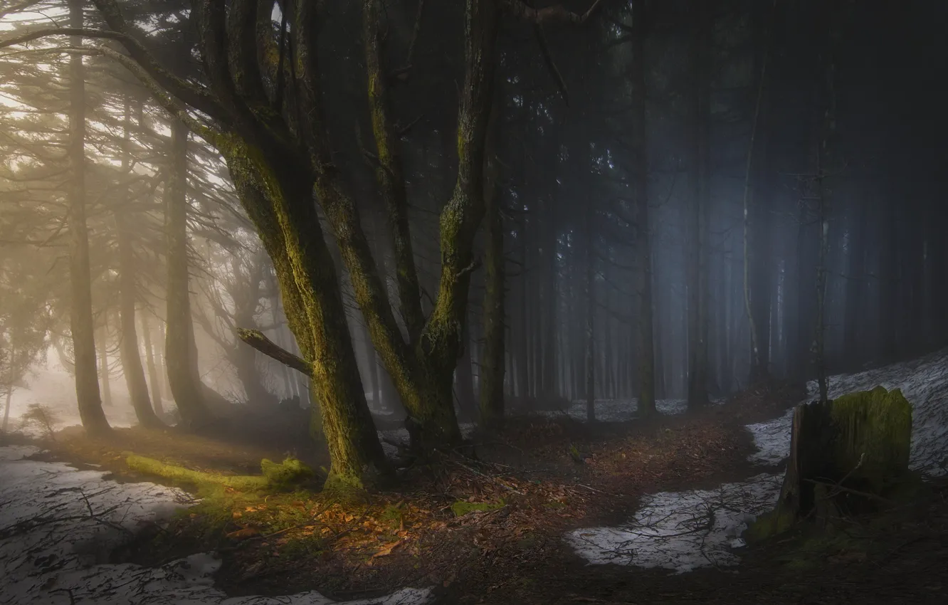 Фото обои лес, свет, снег, деревья, природа, мрак