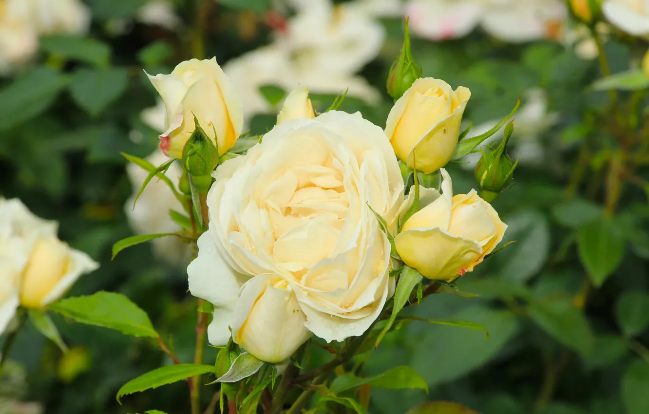 Фото обои white, flower, roses