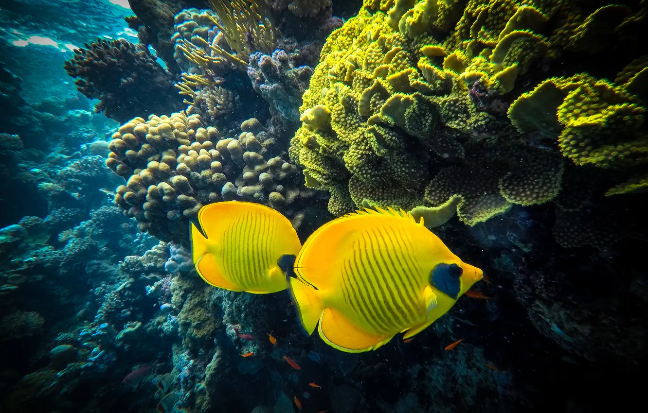Фото обои море, рыбки, рыбы, желтые, кораллы, парочка, подводный мир, под водой