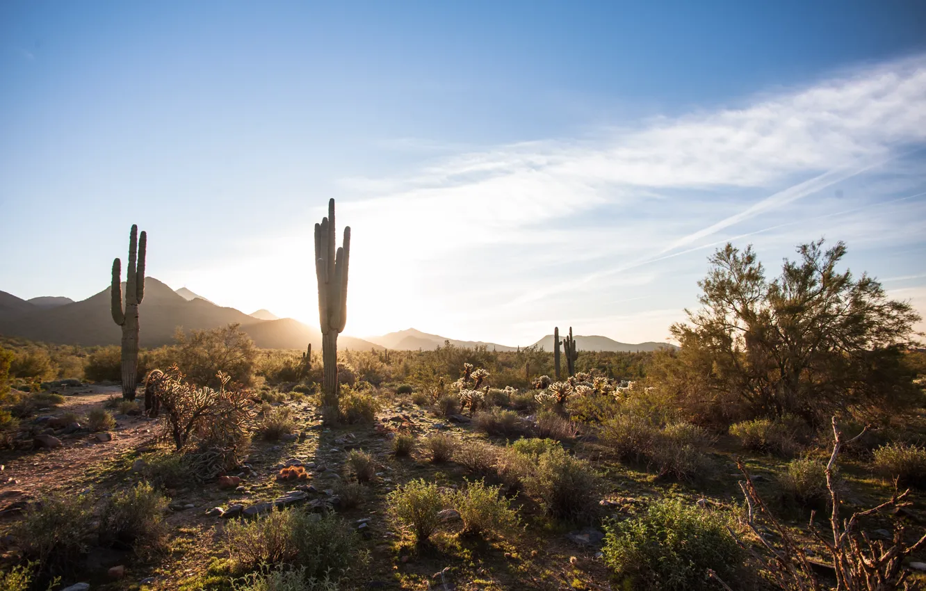 Фото обои небо, пустыня, кактус, Аризона, USA, США, Америка, Arizona