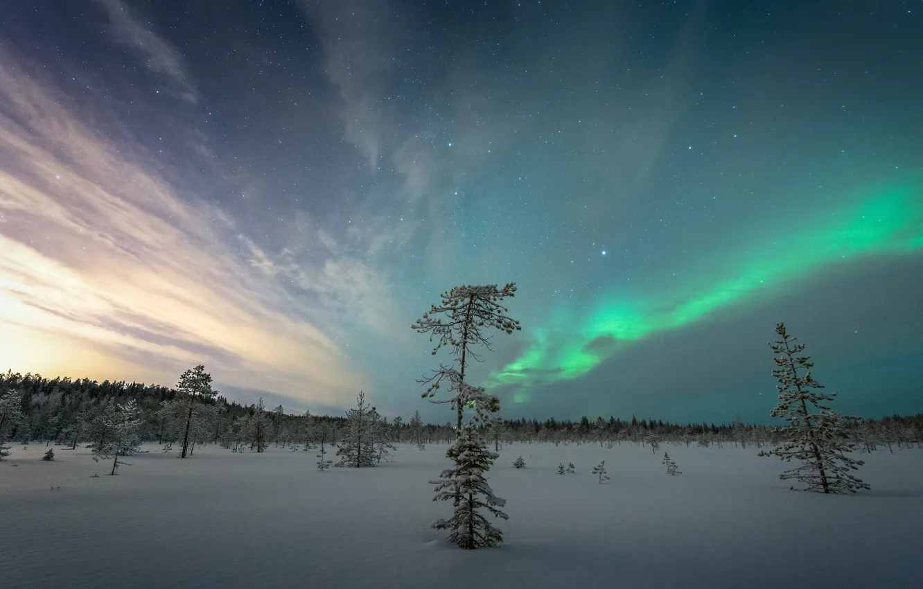 Фото обои зима, поле, лес, снег, деревья, ночь, природа, северное сияние