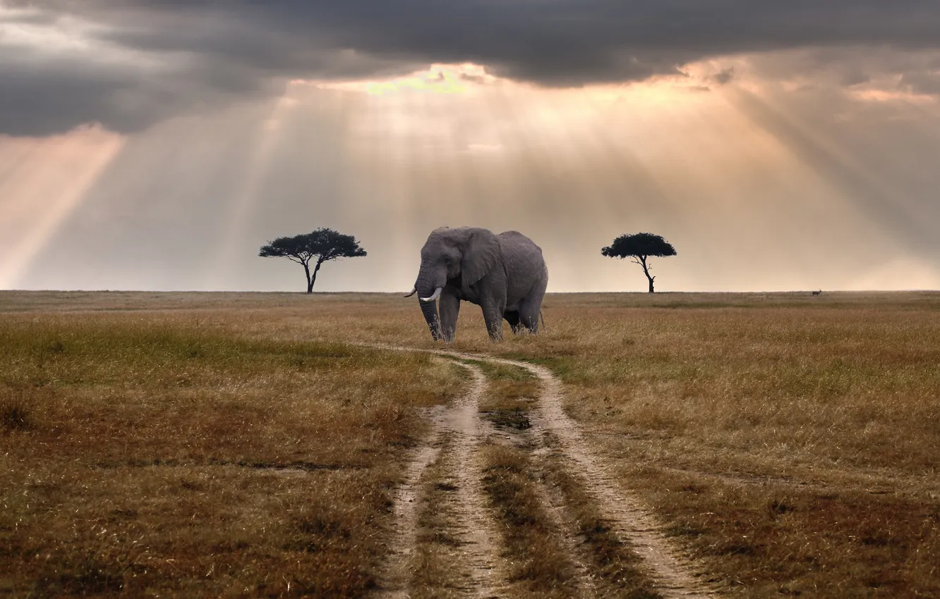 Фото обои дорога, лучи, тучи, слон, солнечные, Кения