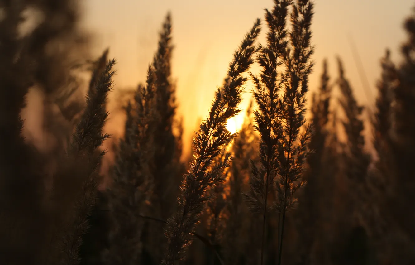 Фото обои солнце, макро, свет, закат, природа, колосья