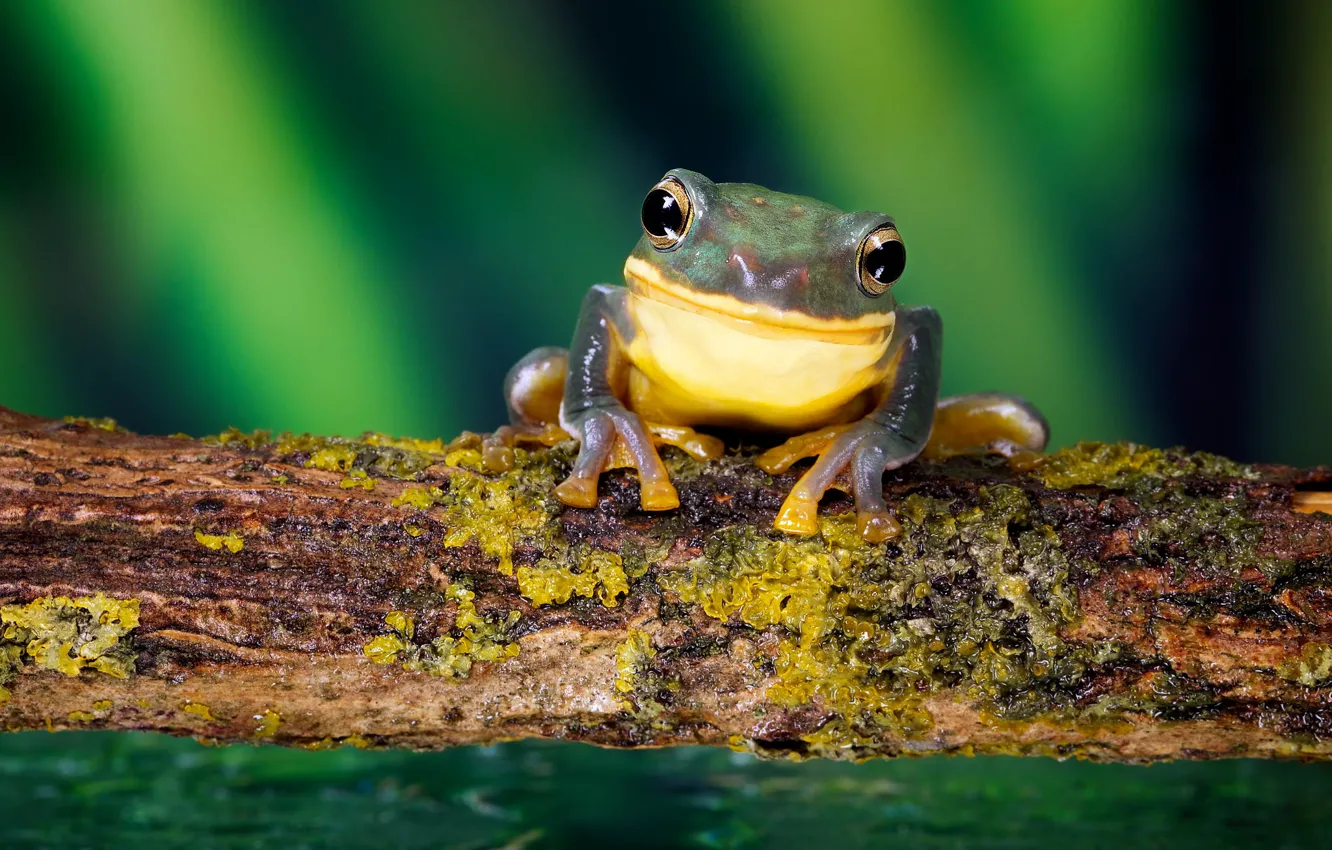 Фото обои лес, улыбка, лягушка, nature, frog, smile, macro, small