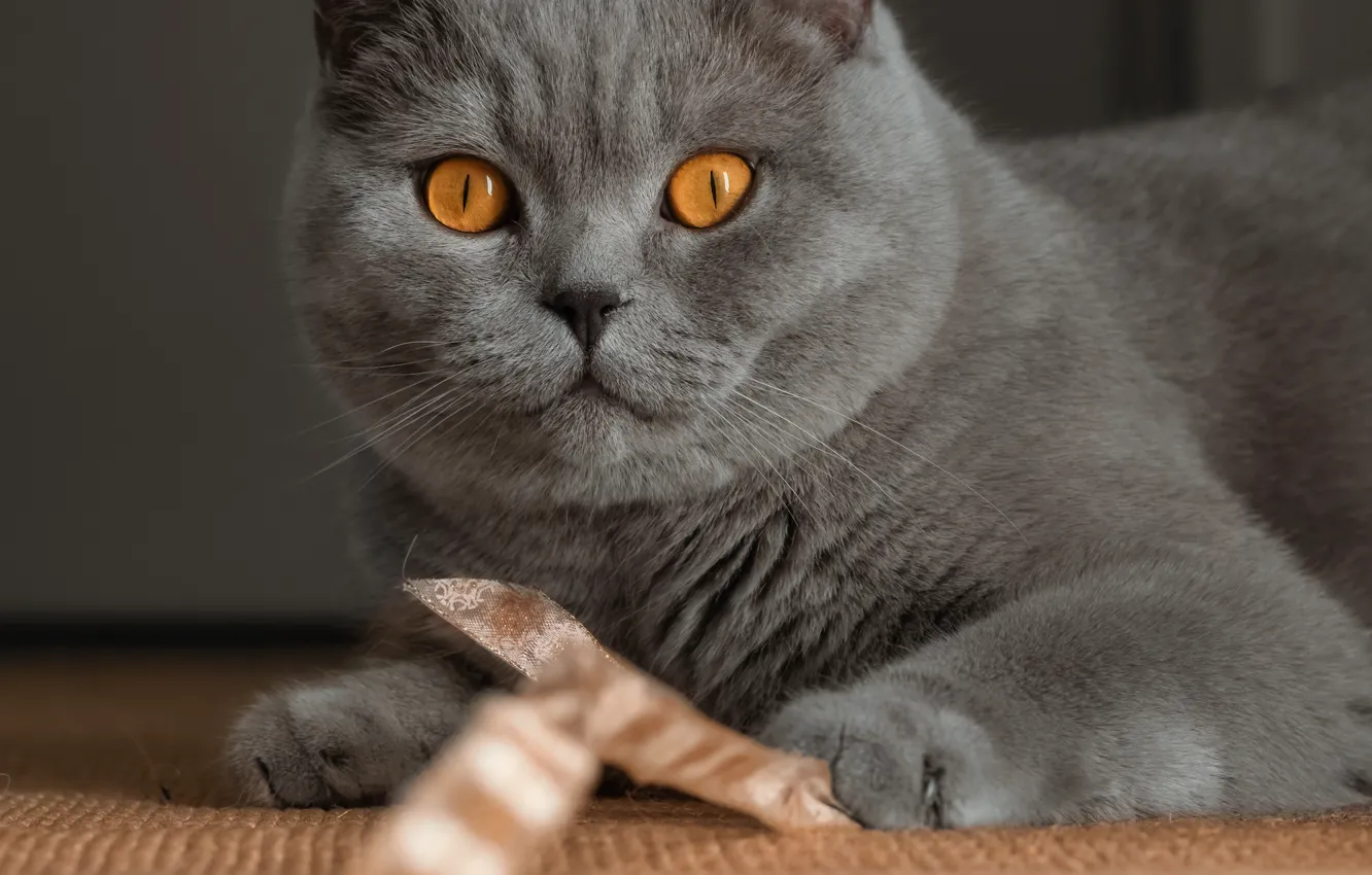 Фото обои кошка, кот, взгляд, поза, серый, игра, лента, мордашка