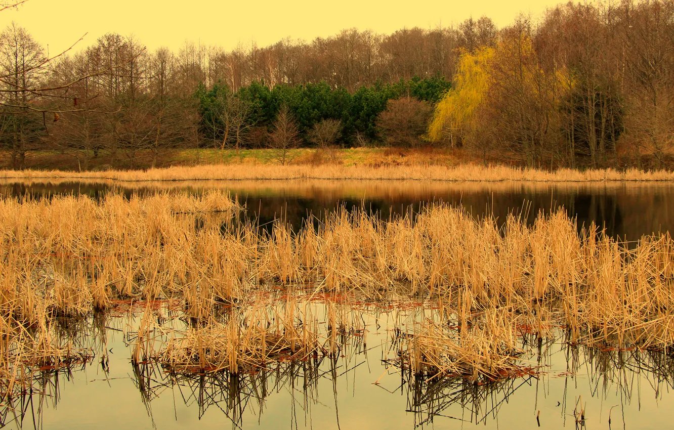 Фото обои water, lake, pond