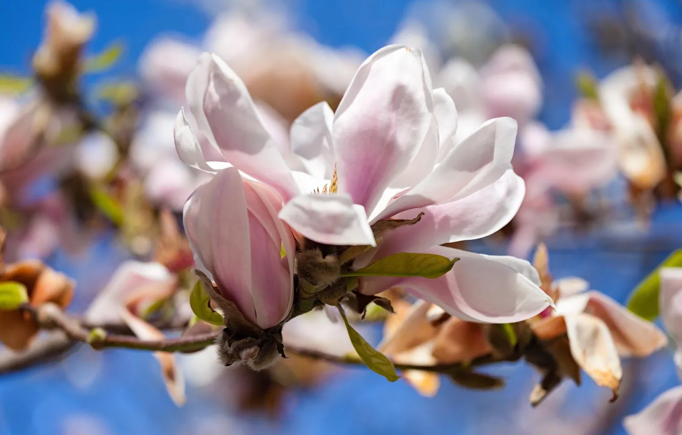 Фото обои цветы, весна, магнолия, тюльпановое дерево